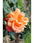 Троянда чайно-гібридна ‘Луі де Фюнес’|Hybrid tea rose Louis de Funès|Роза чайно-гибридная ’Луи де Фюнес’